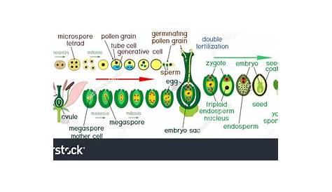 Angiosperm plant life cycle. Diagram of life cycle of flowering plant