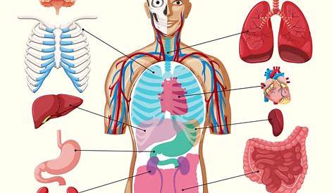 human anatomy chart organs