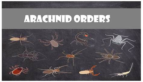 what are the characteristics of arachnids