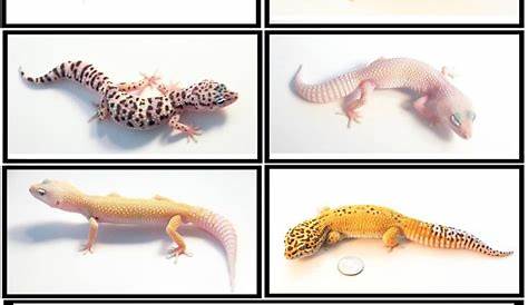 Here are a few Leopard gecko morphs we wanted to put on display. Check