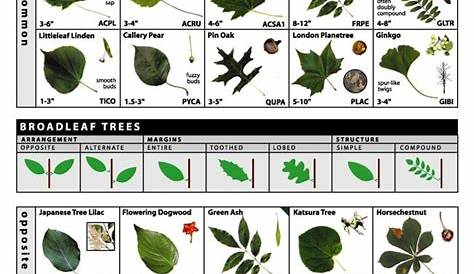 Leaf guide tree identification - archigerty