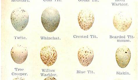 an old book with different types of eggs