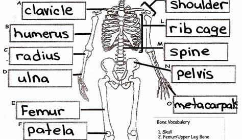 skeletal system labeled worksheets
