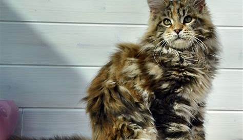 Maine Coon Kitten Weight Chart | Care About Cats