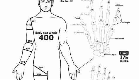 workers compensation body parts chart