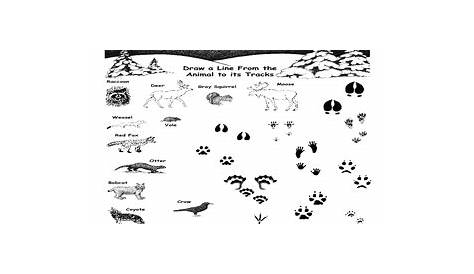 Animal Tracks 3rd - 4th Grade Worksheet | Lesson Planet