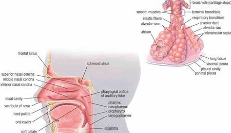 Anatomy Of The Lungs And Respiratory System | MedicineBTG.com