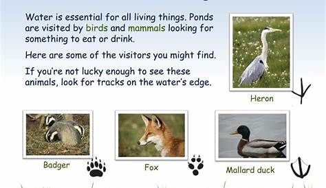 pond life facts for kids