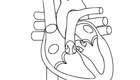 heart anatomy coloring worksheet