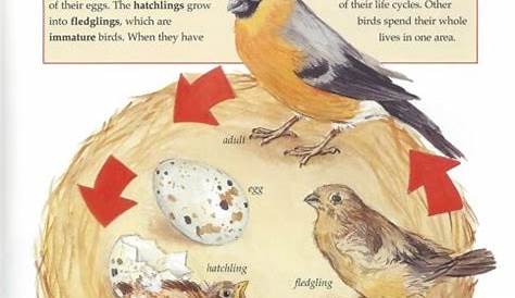 bird life cycle worksheet