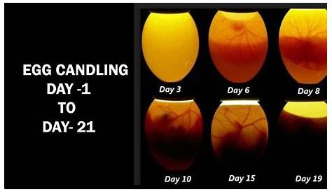 robin egg candling chart