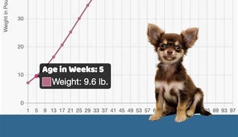 Interactive Chihuahua Growth Chart and Calculator - Puppy Weight Calculator