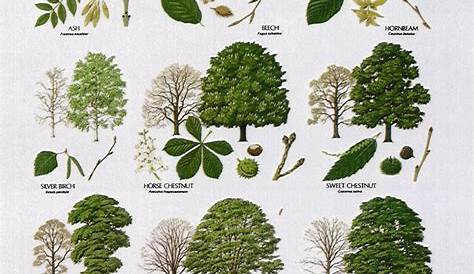 Tree Leaf Names : Biological Science Picture Directory – Pulpbits.net