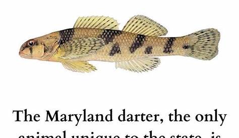 “The only animal unique to Maryland is about to be declared extinct” : r/maryland