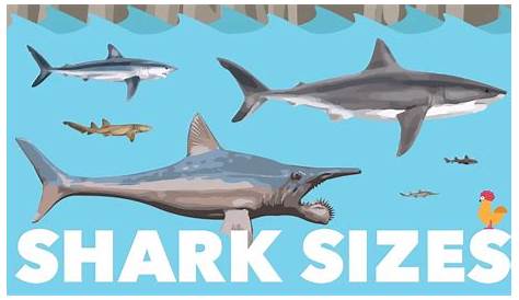 Shark Size Species Comparison - YouTube