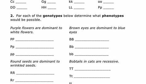 Genetics Practice Problems Simple Worksheet Answer Key