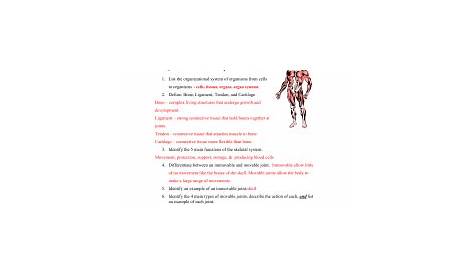Muscles Worksheet answers