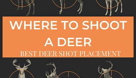 Where To Shoot A Deer | Best Shot Placement Locations (With Pictures)