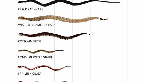 garter snake size chart