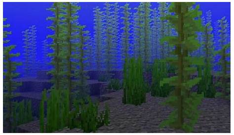 Where To Find Kelp Minecraft