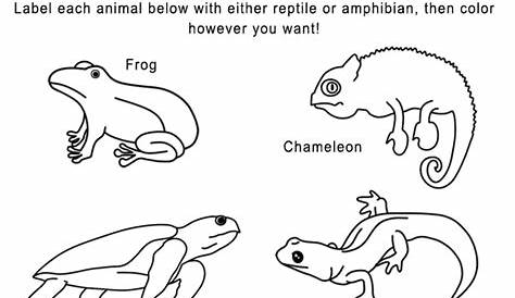 Reptiles vs. Amphibians Handout | Art Sphere Inc.