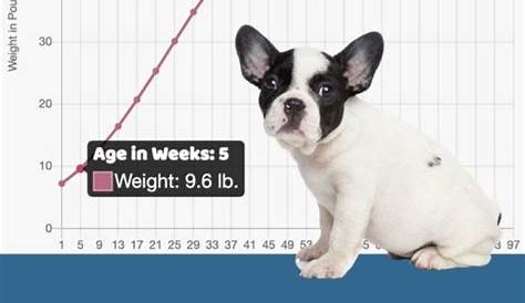 french bulldog feeding chart by weight age