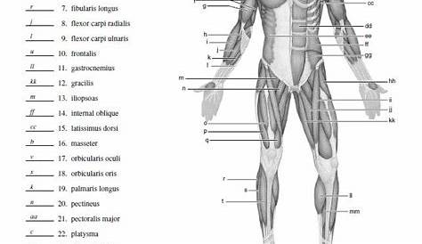 muscular system labeling worksheets printable