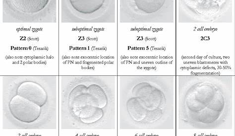 ivf embryo grading chart