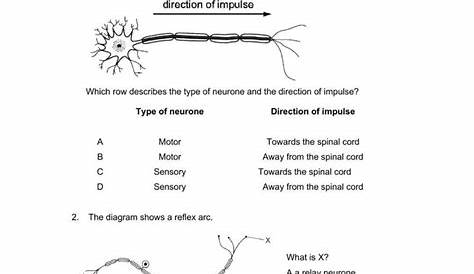 Nervous System Worksheets with Answers Human Nervous System Interactive