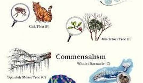 which symbiosis is it worksheet