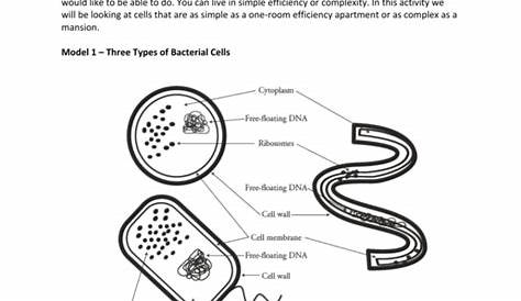 Prokaryotic And Eukaryotic Cells Worksheet Answers — db-excel.com