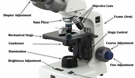 microscope worksheet with answer
