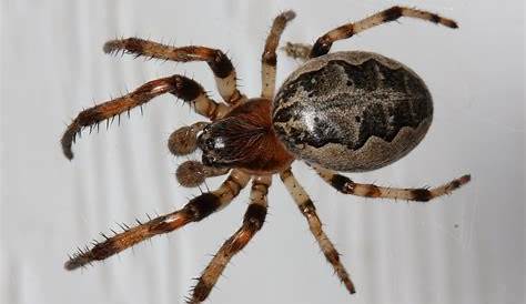 Furrow Spider - Larinioides cornutus - North American Insects & Spiders