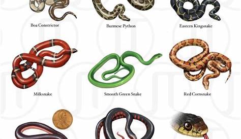 Snakes of North America - jtsciencevisuals