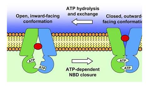 The mechanism of ABC transporters: general lessons from structural and