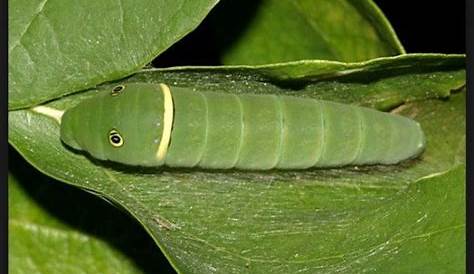 Big Green Caterpillars In Ohio