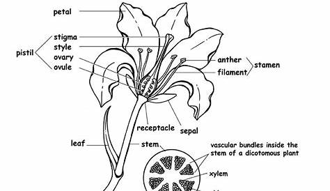 Flower Structure And Reproduction Worksheets Answers Key