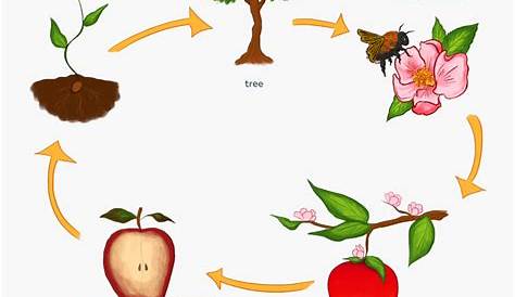 flower life cycle clipart