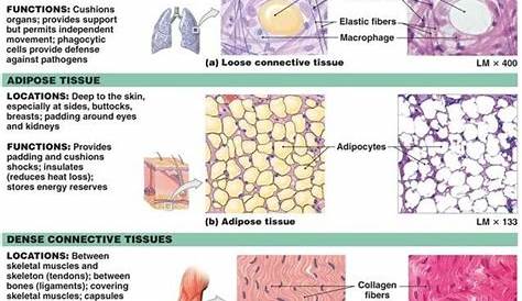 8 best images about Bio on Pinterest | Endocrine system, Studs and