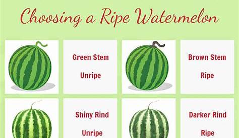 Knowing when to pick your watermelon in the garden, or how to choose a