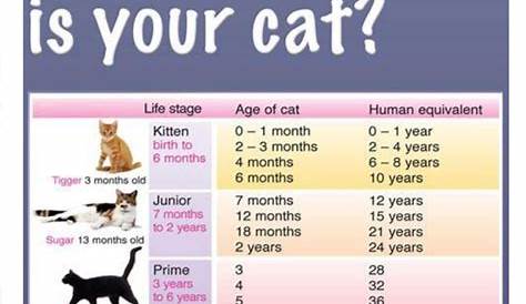 cat growth chart weight