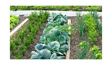 how to rotate vegetables in garden