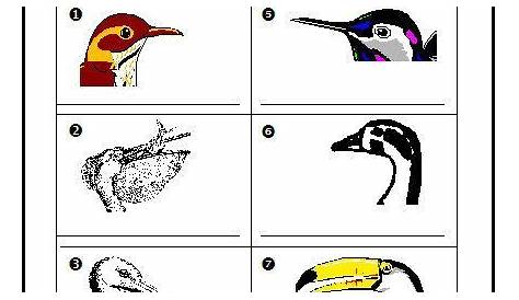 bird beak lab worksheet