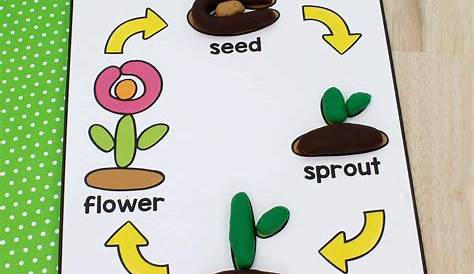 flower life cycle for kids
