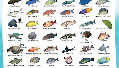 hawaii reef fish chart