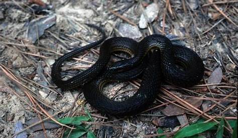 Glossy Crawfish Snake | Snake, Louisiana, Species
