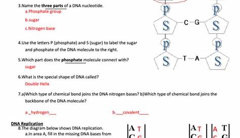 Biology (Dna) Worksheet - Answer Key printable pdf download
