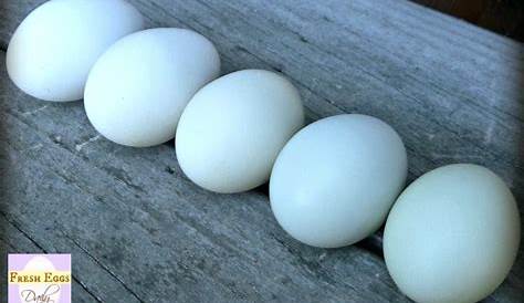 Ameraucana vs. Araucana vs. Easter Egger - The Blue Egg Layers | Fresh