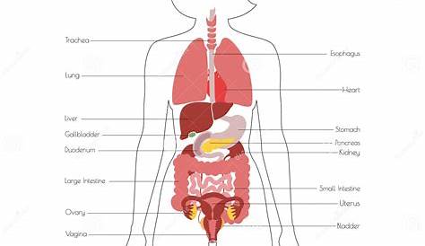 women's organs chart