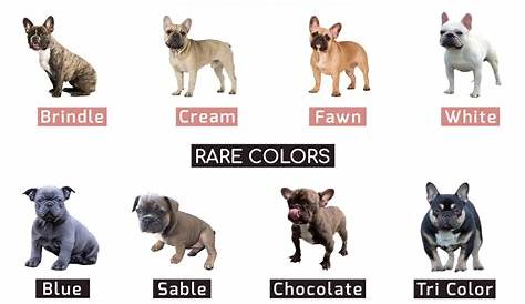 french bulldog dna color test chart